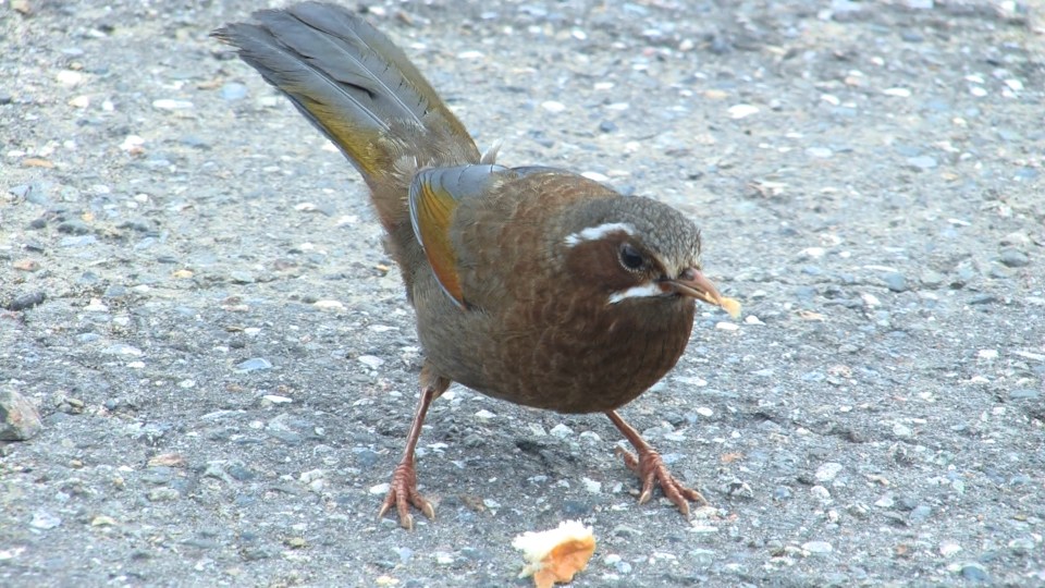 在小風口吃麵包的鳥名 金翼白眉.台灣特有種