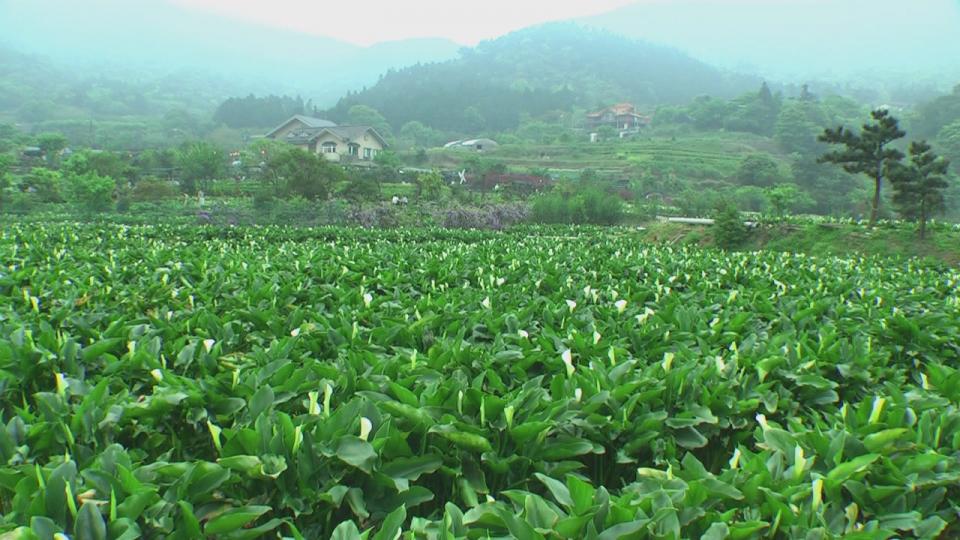 陽明山海芋季[(003126)13-39-09].JPG