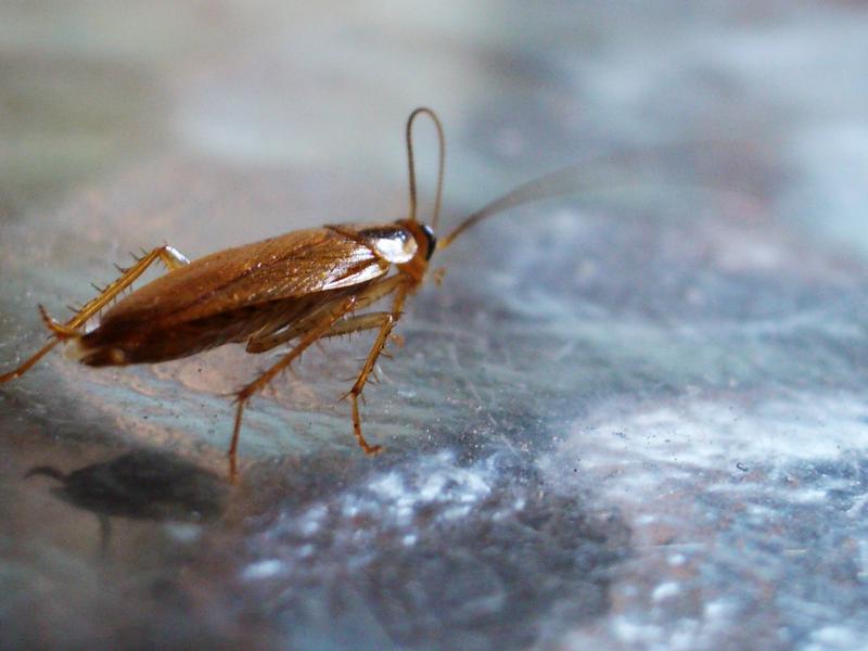 不要懷疑 是小強沒錯...