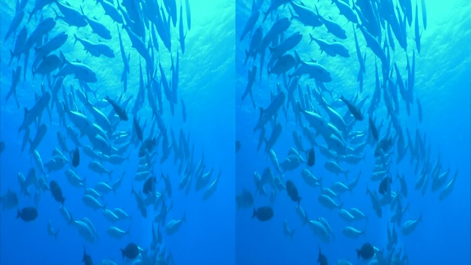 Panasonic 3D Sea.m2ts_snapshot_00.21_[2010.12.17_14.11.00].jpg