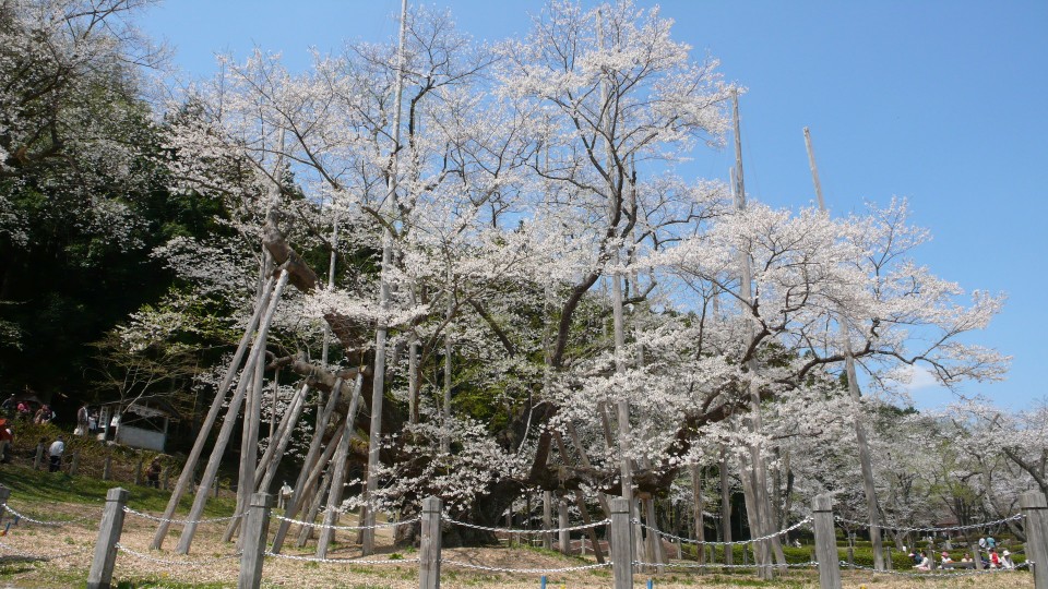歧阜根尾谷淡墨櫻