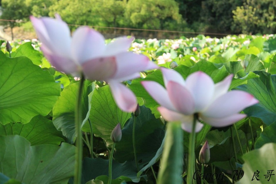 2011-0611天氣晴朗的白河蓮花_0063.jpg