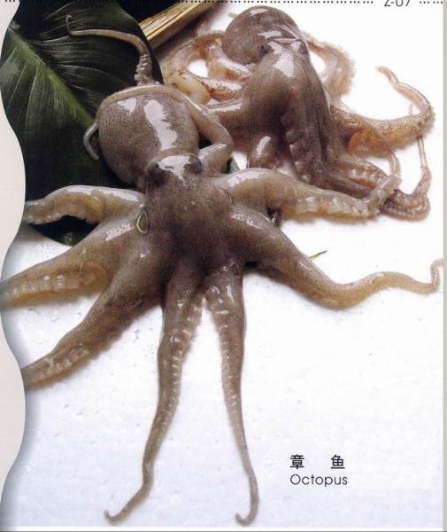 章魚.jpg