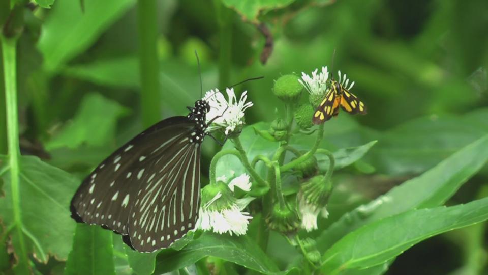 Taiwan butterflies 1920 21Mbps[(004394)10-22-02].JPG