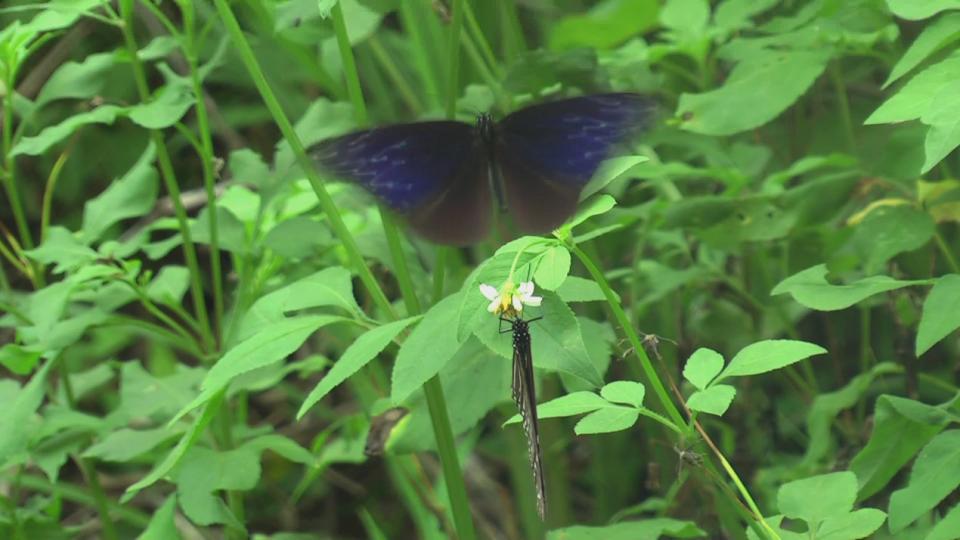 Taiwan butterflies 1920 21Mbps[(007188)10-23-12].JPG