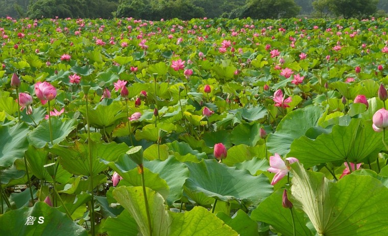 荷花景色001A.jpg