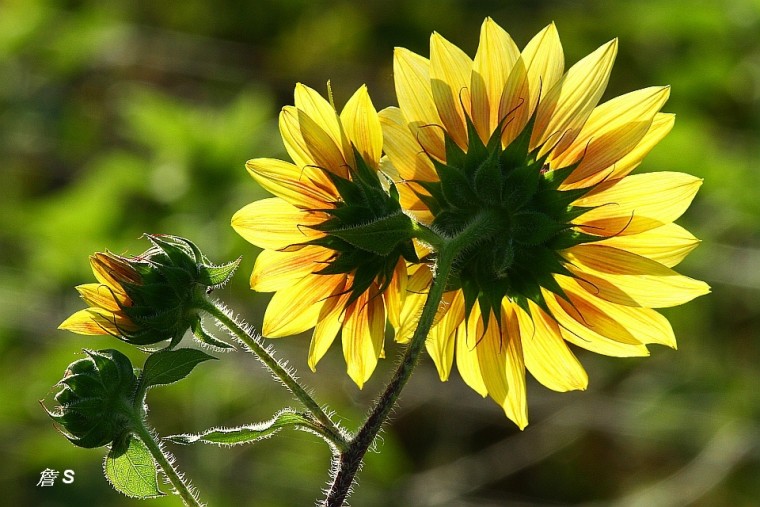 向日葵008A.jpg