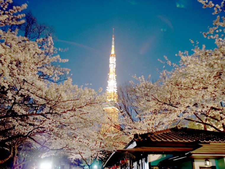 東京タワー  夜景3.jpg