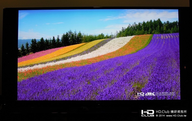 北海道的帶狀花海，鮮活無比，色澤迷人，在4K電視上令人賞心悅目。
