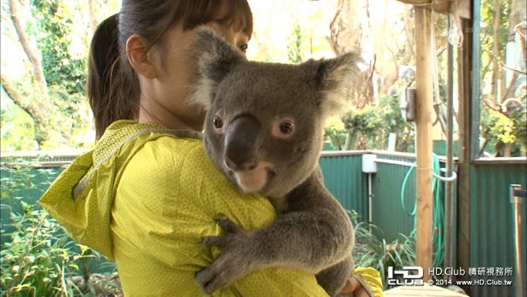 前田敦子 希少動物の大地 オーストラリアをゆく10.jpg