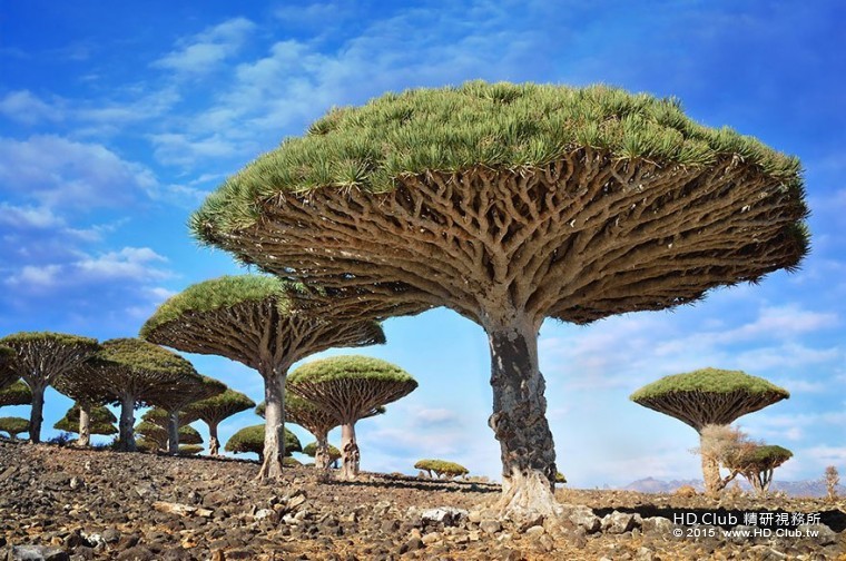 9. 葉門索科特拉島的龍血樹 (Dragonblood Trees).jpg