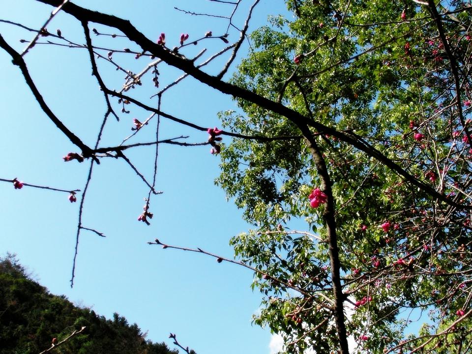 年初四 九族-3.JPG