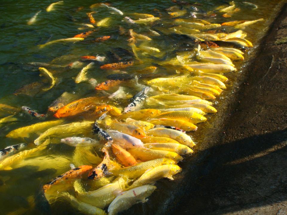 湖裡的錦鯉魚爭食飼料
