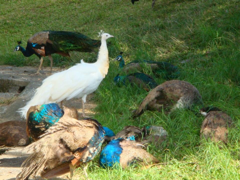 美麗鮮豔的孔雀與幸運白孔雀