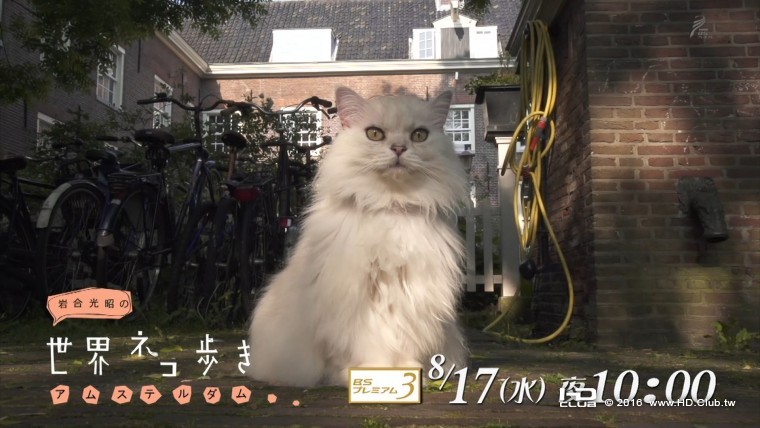 岩合光昭の世界ネコ歩き「リオデジャネイロ」