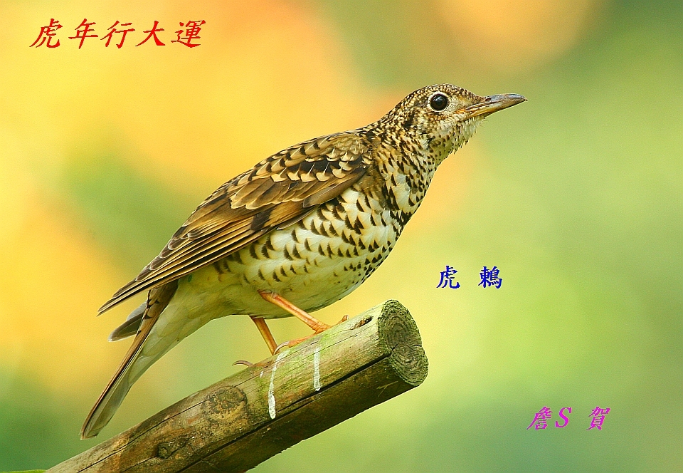 虎鶇001賀年.jpg