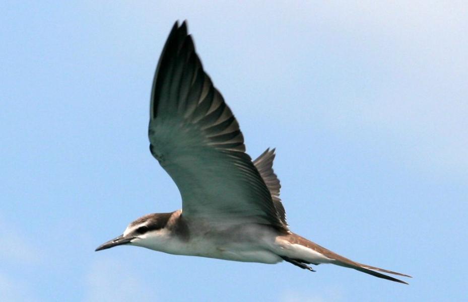 白眉燕鷗
