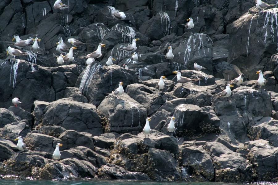東海雞善嶼燕鷗群